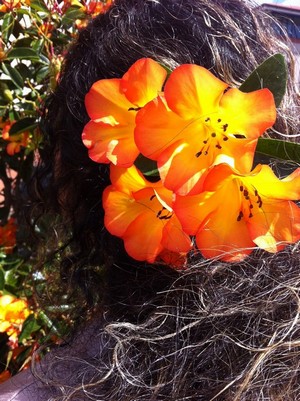 Invasive plants 2