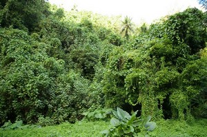 Invasive plants 3