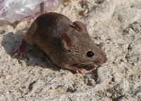 A mouse